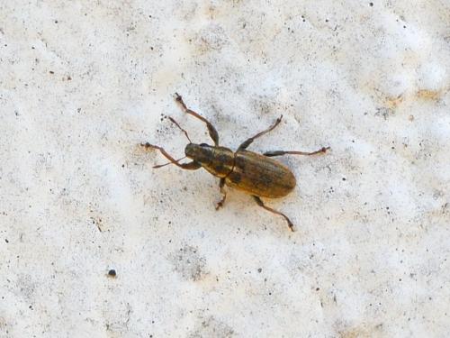 Sitona sp.